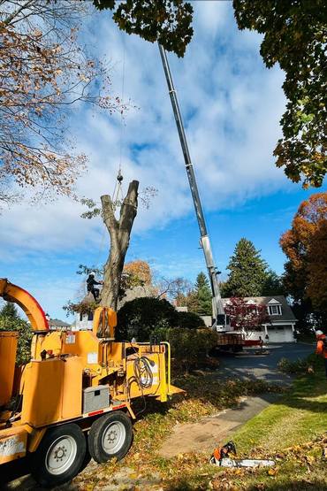 Team providing professional tree services